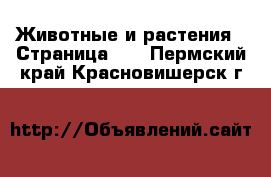  Животные и растения - Страница 11 . Пермский край,Красновишерск г.